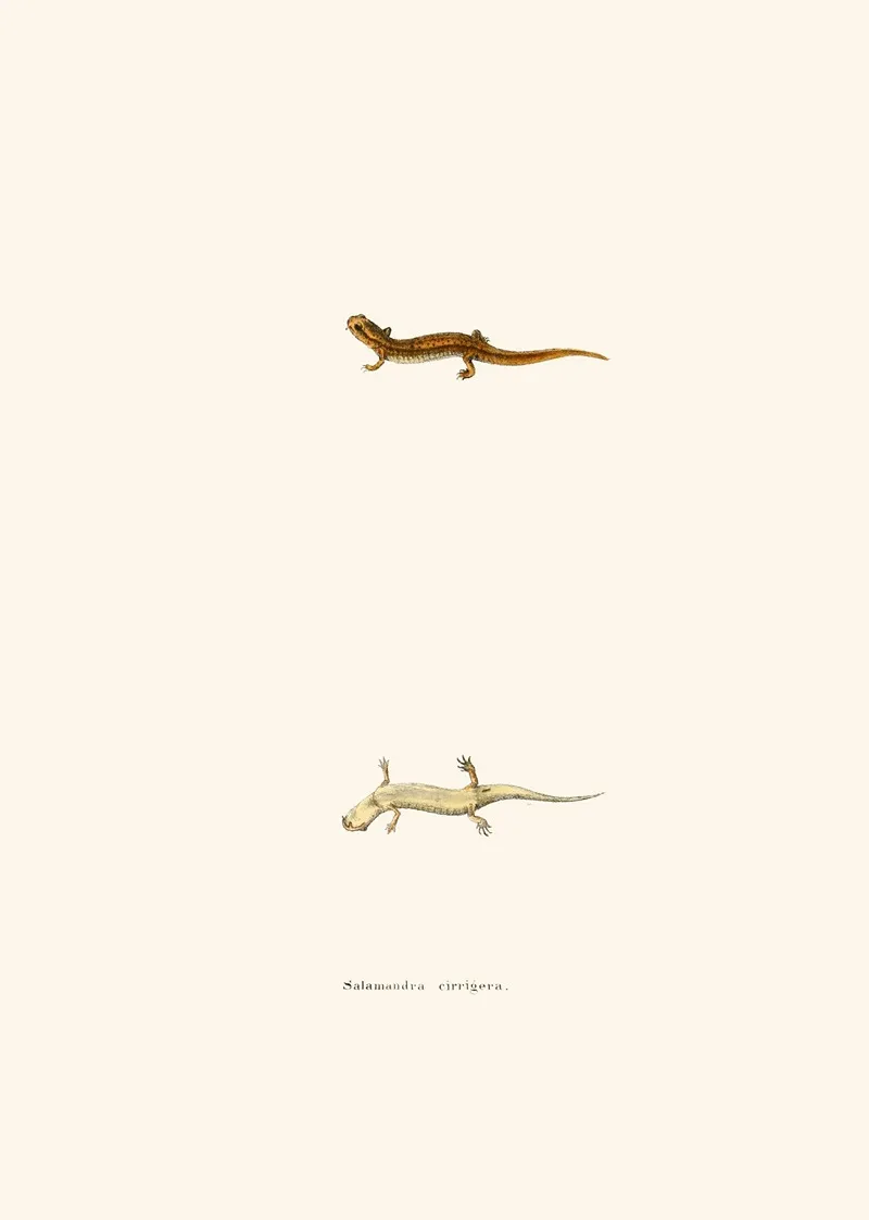 Salamandra Cirrigera Wall Art by John Edwards Holbrook - High-Resolution Digital Print