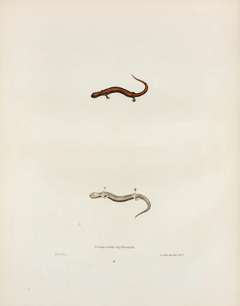 Salamandra Erythronota 2 Wall Art by John Edwards Holbrook - High-Resolution Digital Print