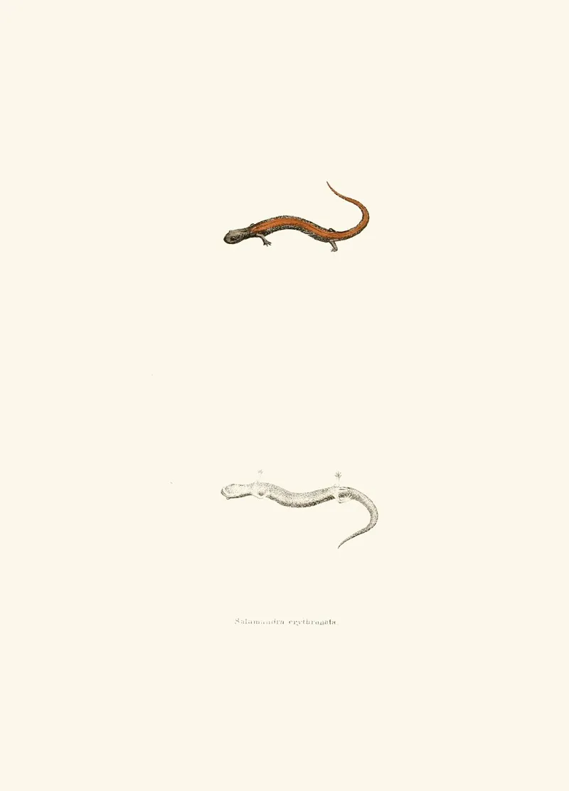 Salamandra Erythronota Wall Art by John Edwards Holbrook - High-Resolution Digital Print