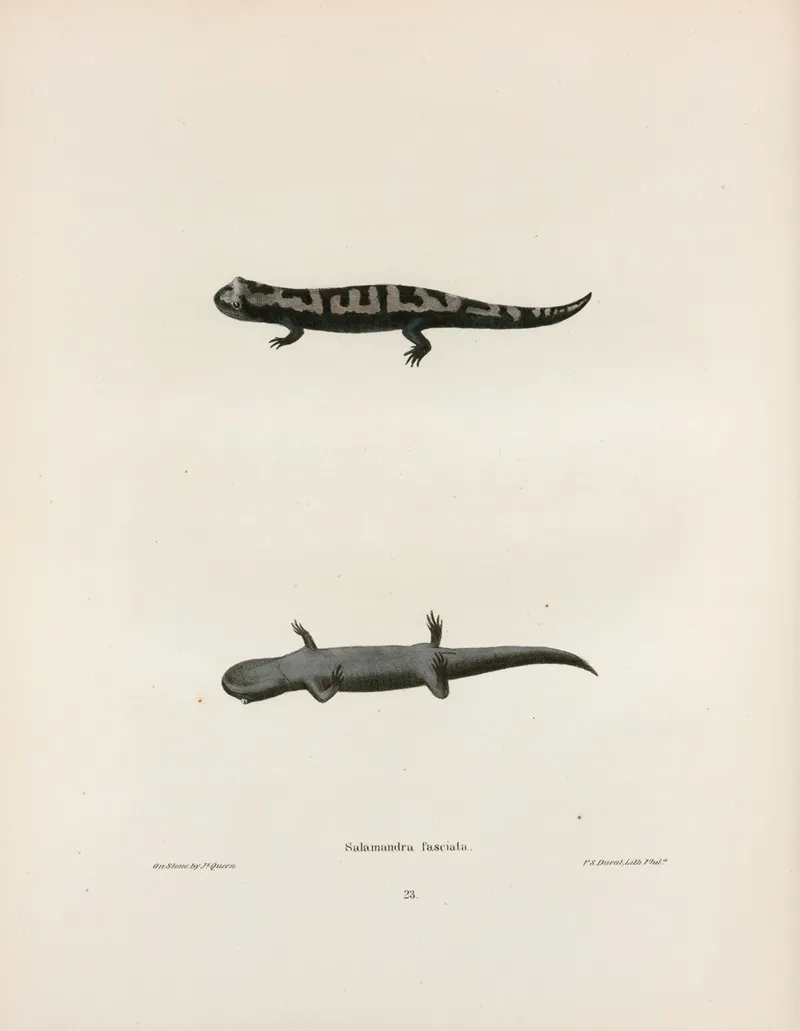 Salamandra Fasciata 2 Wall Art by John Edwards Holbrook - High-Resolution Digital Print
