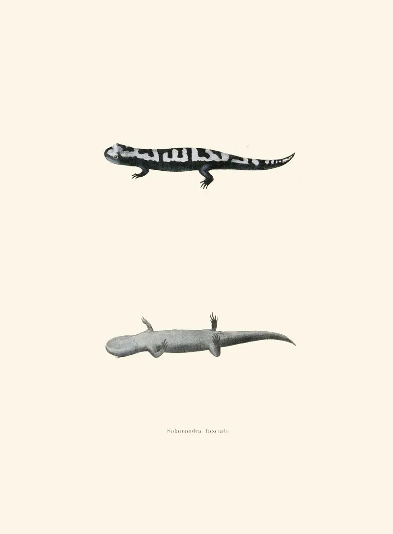 Salamandra Fasciata Wall Art by John Edwards Holbrook - High-Resolution Digital Print
