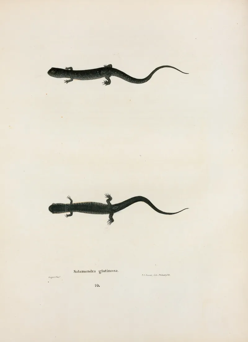 Salamandra Glutinosa 2 Wall Art by John Edwards Holbrook - High-Resolution Digital Print