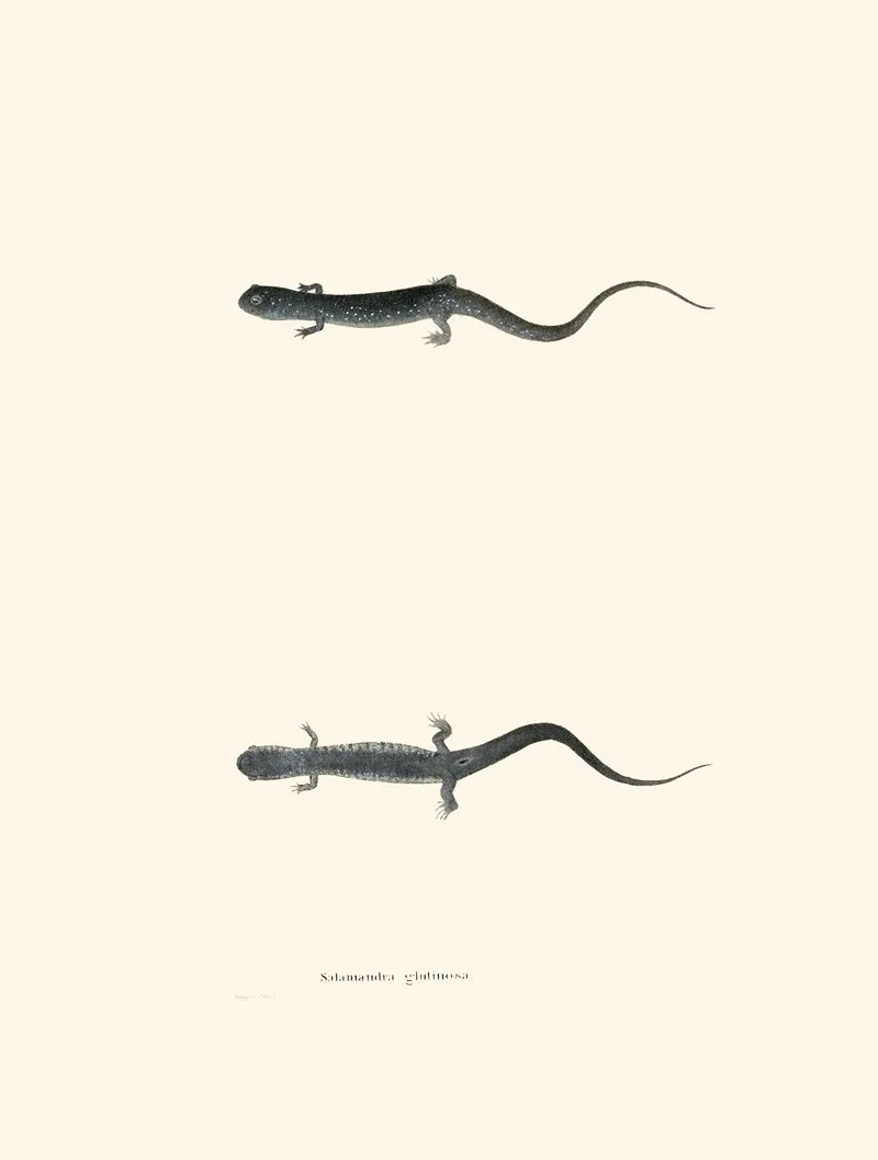 Salamandra Glutinosa Wall Art by John Edwards Holbrook - High-Resolution Digital Print