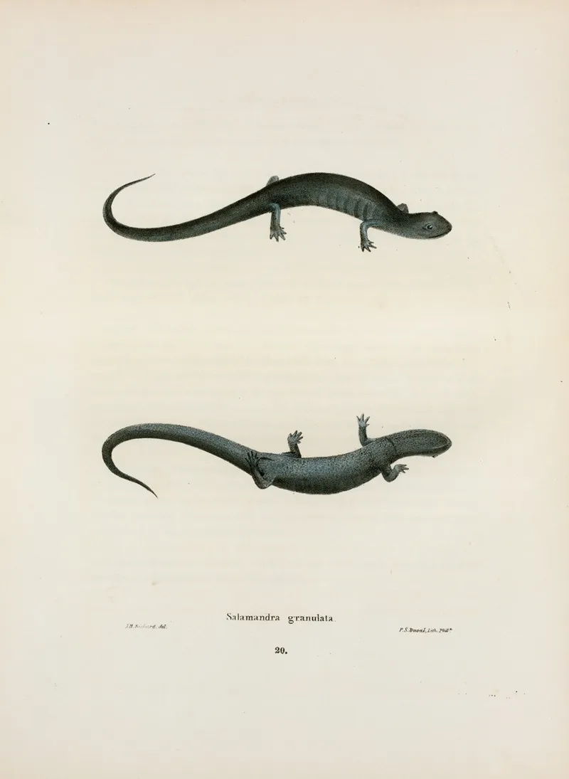 Salamandra Granulata 2 Wall Art by John Edwards Holbrook - High-Resolution Digital Print