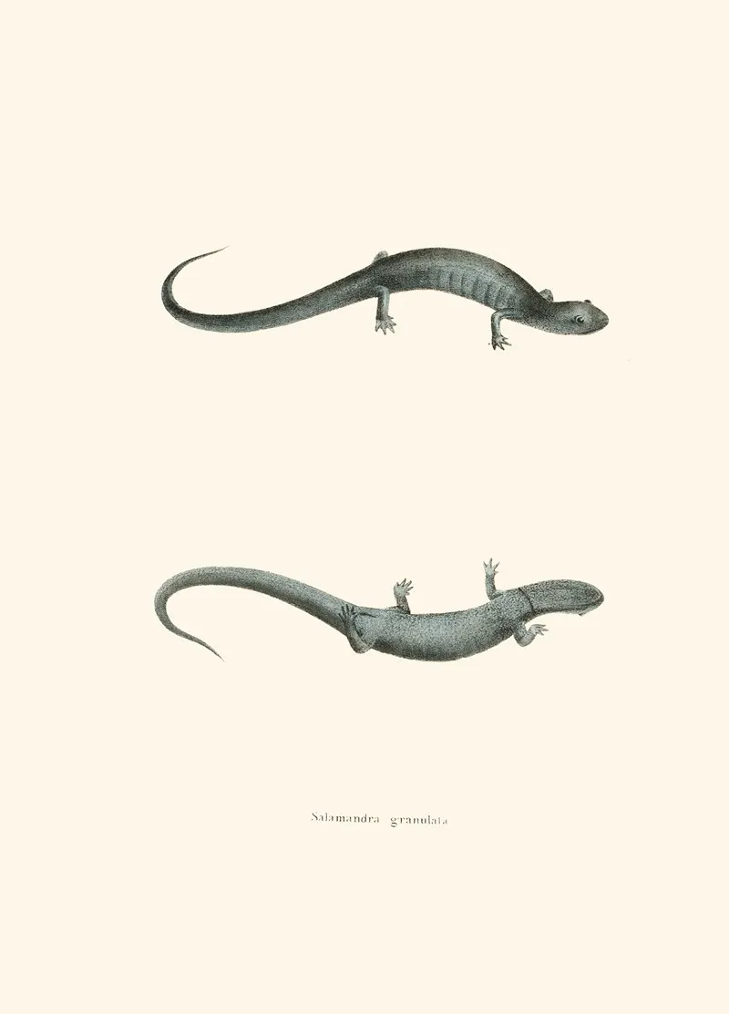 Salamandra Granulata Wall Art by John Edwards Holbrook - High-Resolution Digital Print