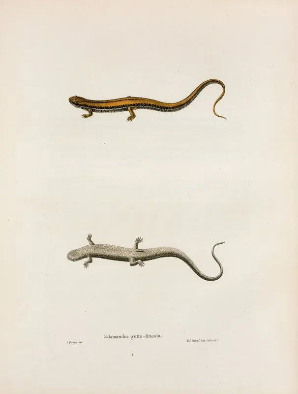 Salamandra Gutto Lineata 2 Wall Art by John Edwards Holbrook - High-Resolution Digital Print