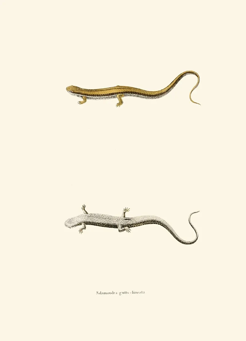 Salamandra Gutto Lineata Wall Art by John Edwards Holbrook - High-Resolution Digital Print