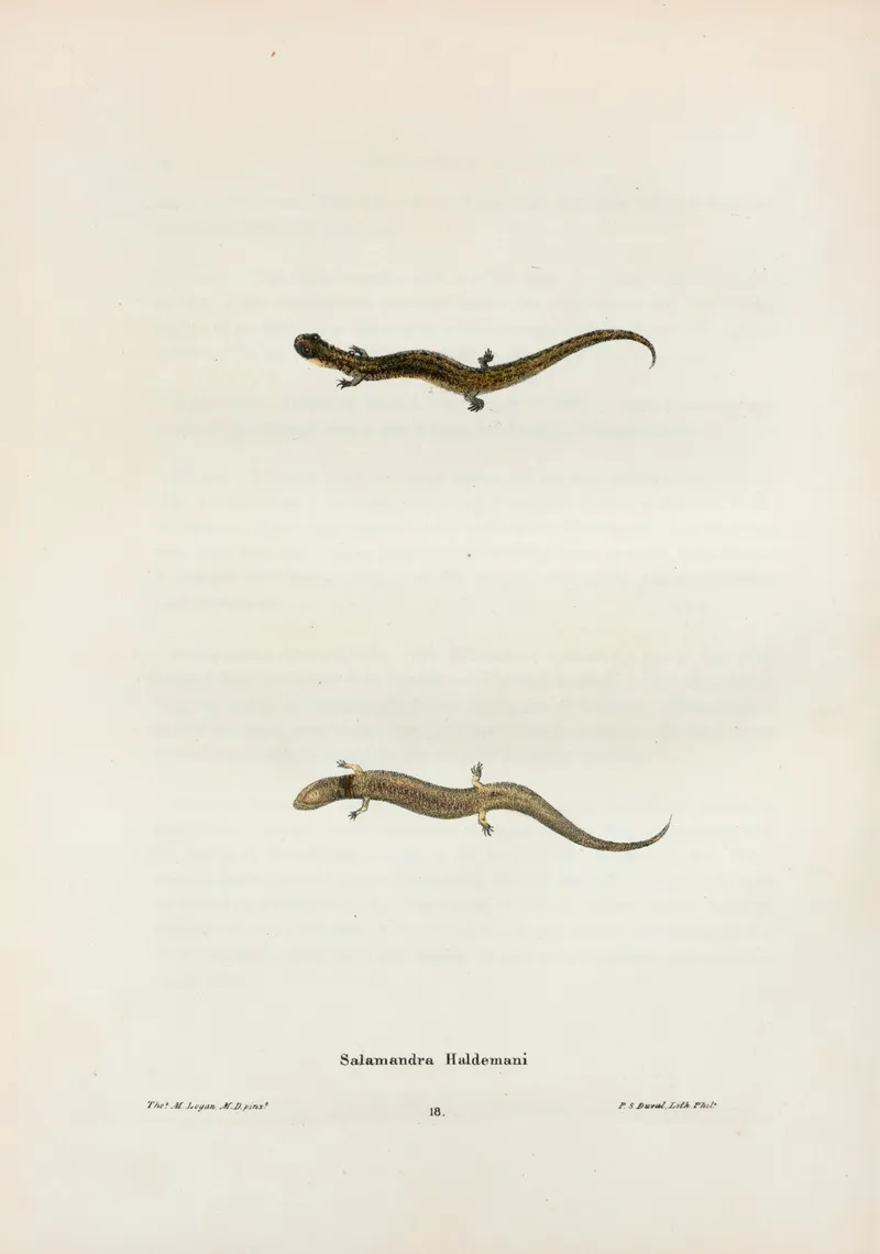 Salamandra Haldemani 2 Wall Art by John Edwards Holbrook - High-Resolution Digital Print