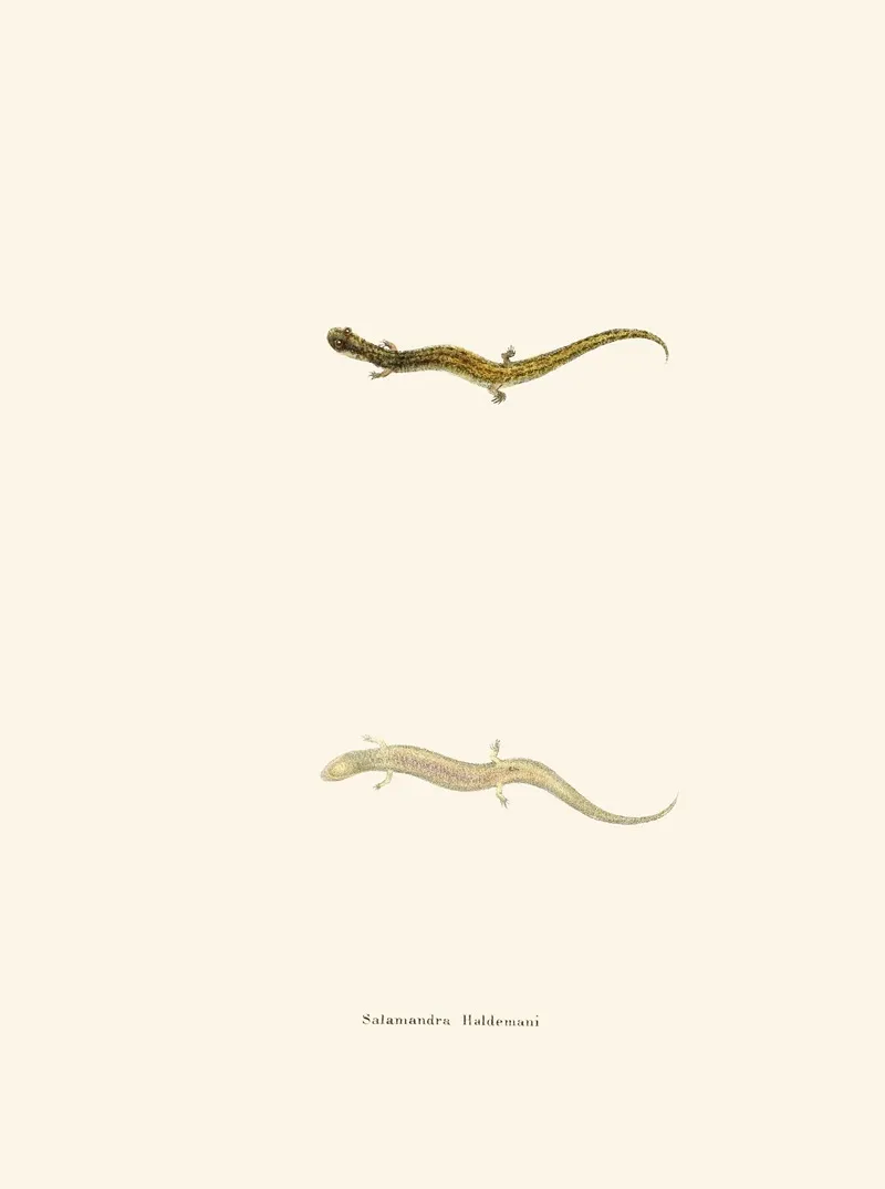 Salamandra Haldemani Wall Art by John Edwards Holbrook - High-Resolution Digital Print