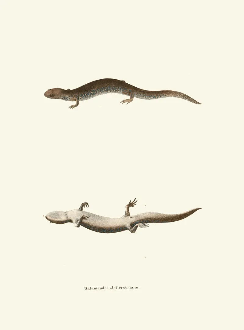 Salamandra Jeffersoniana Wall Art by John Edwards Holbrook - High-Resolution Digital Print