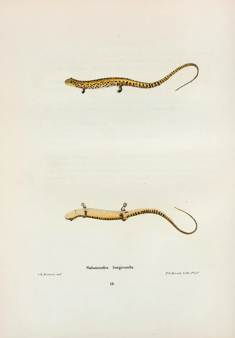 Salamandra Longicauda 2 Wall Art by John Edwards Holbrook - High-Resolution Digital Print
