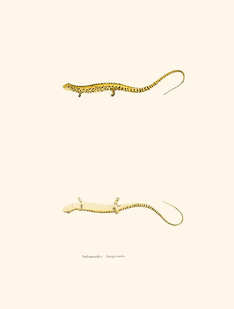 Salamandra Longicauda Wall Art by John Edwards Holbrook - High-Resolution Digital Print