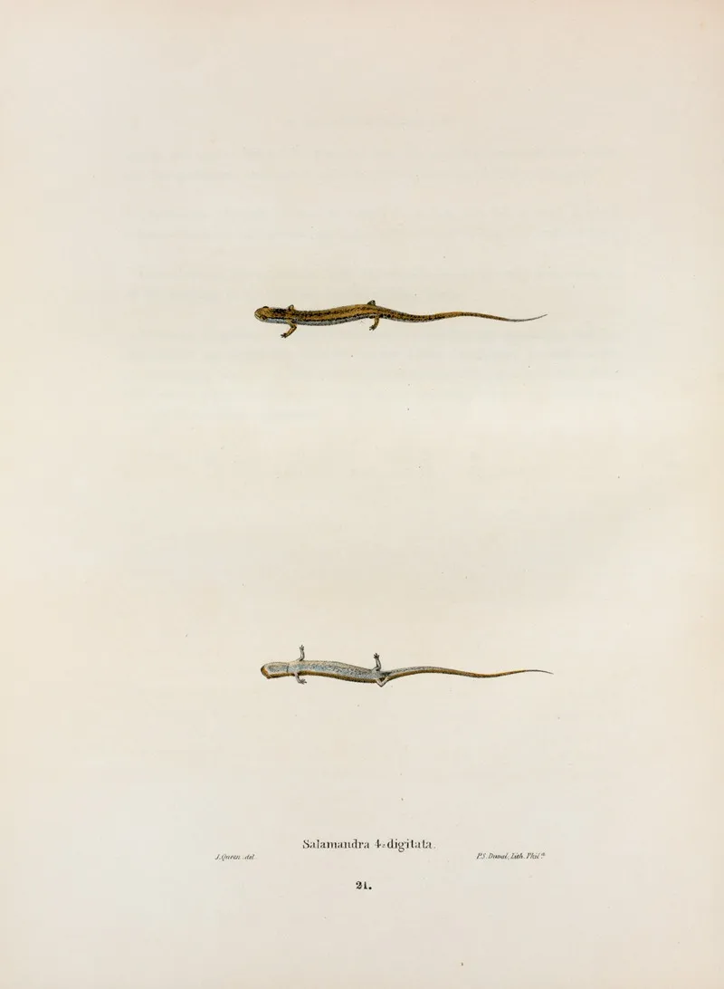 Salamandra Quadridigitata Wall Art by John Edwards Holbrook - High-Resolution Digital Print