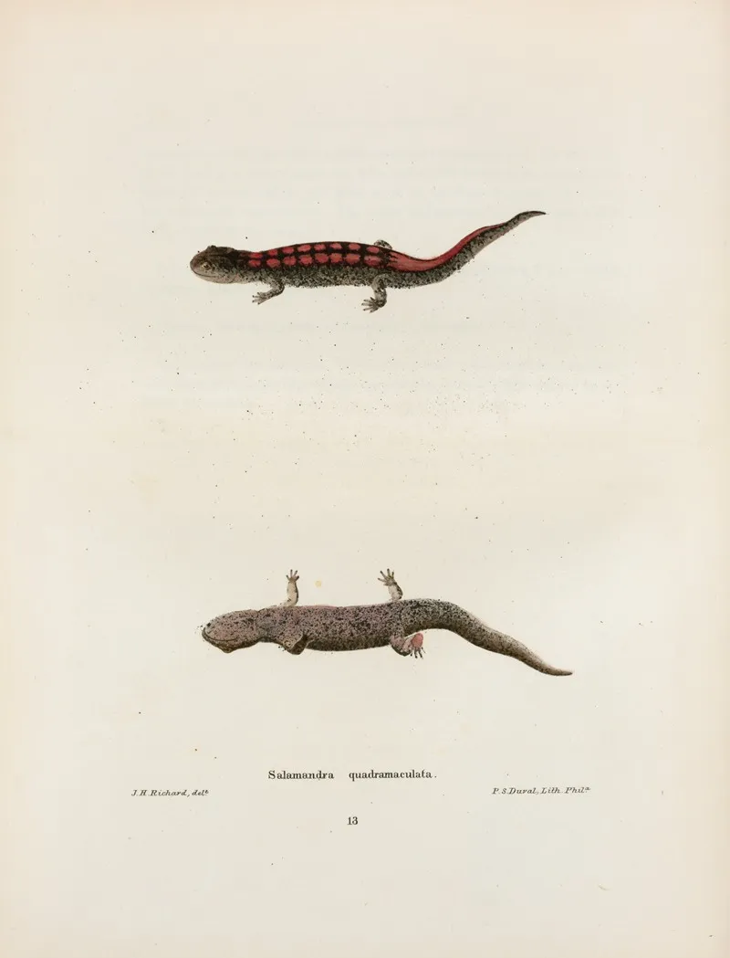 Salamandra Quadrimaculata Wall Art by John Edwards Holbrook - High-Resolution Digital Print