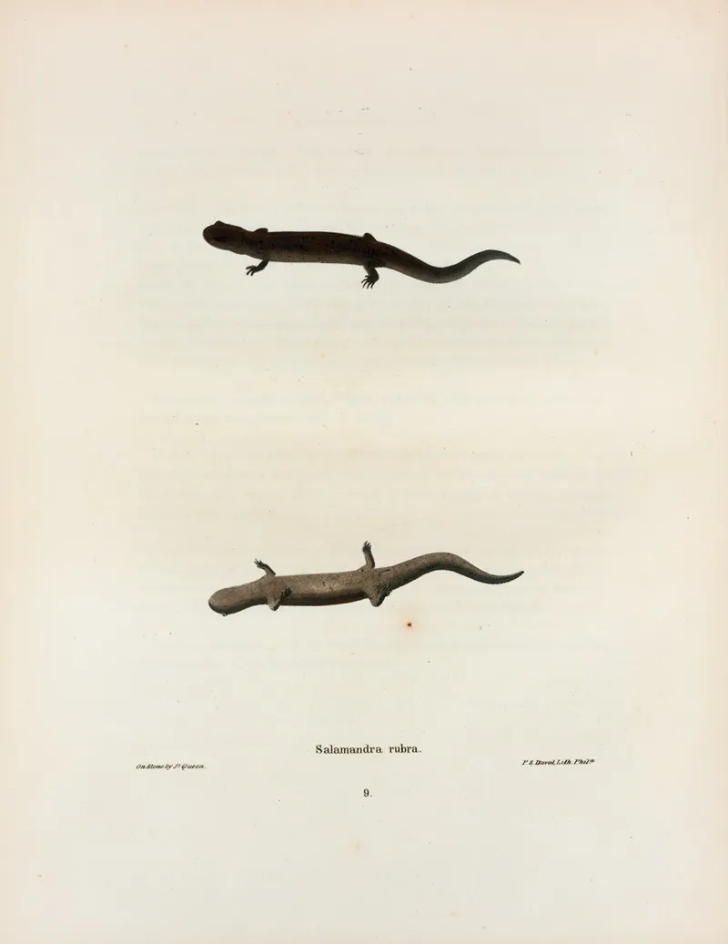 Salamandra Rubra 2 Wall Art by John Edwards Holbrook - High-Resolution Digital Print