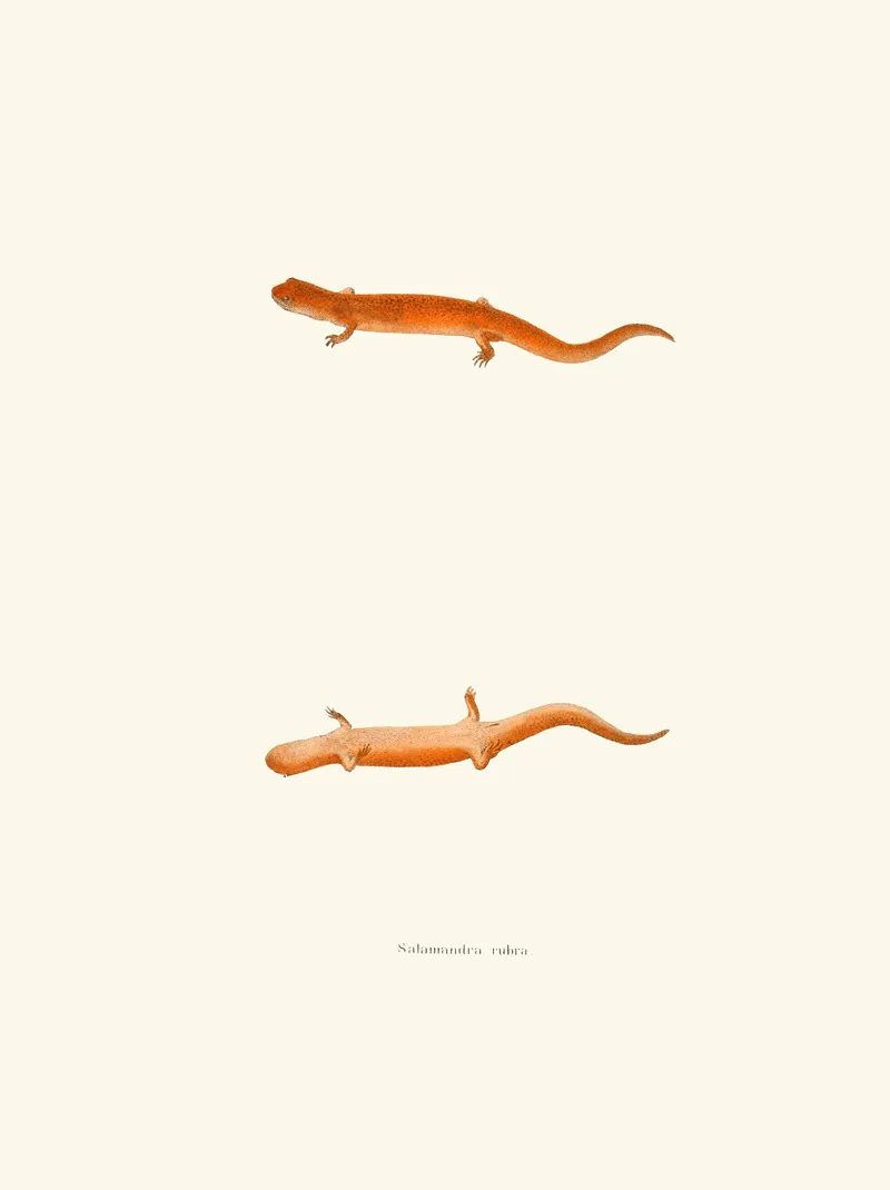 Salamandra Rubra Wall Art by John Edwards Holbrook - High-Resolution Digital Print