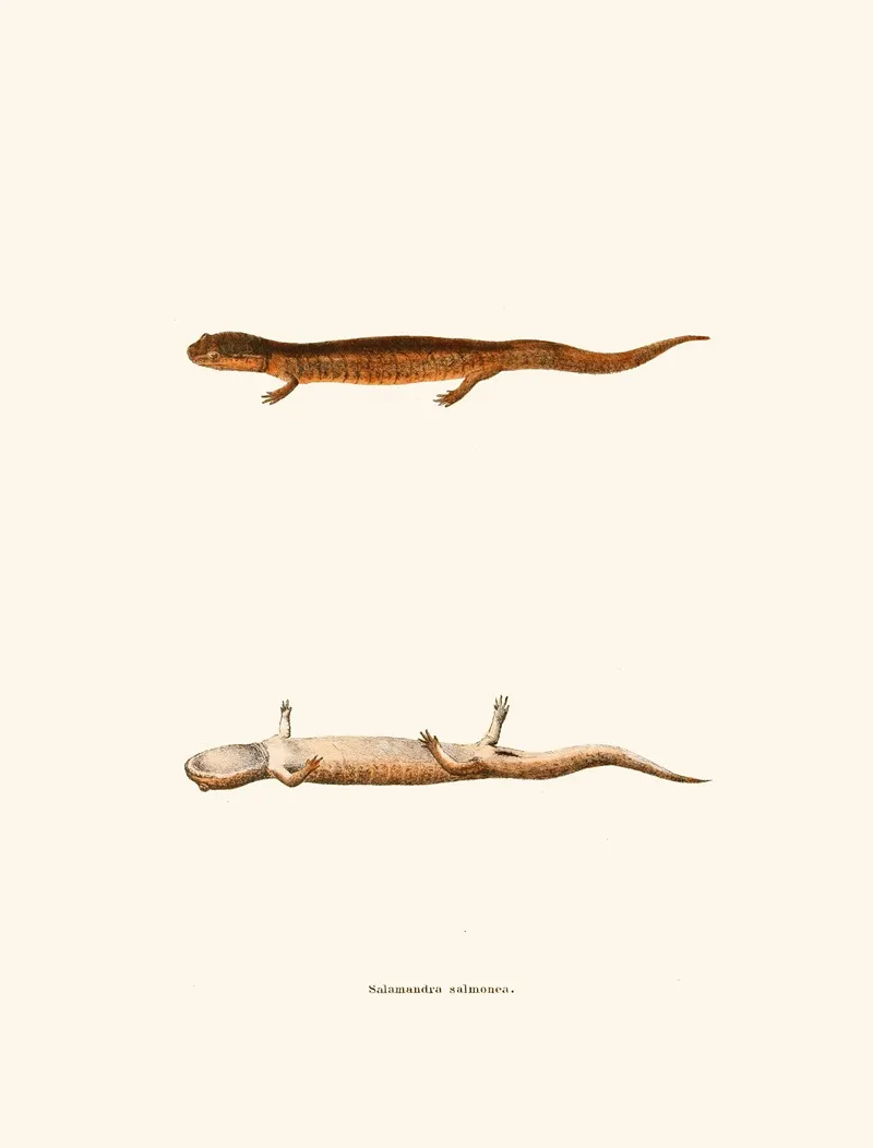 Salamandra Salmonea Wall Art by John Edwards Holbrook - High-Resolution Digital Print