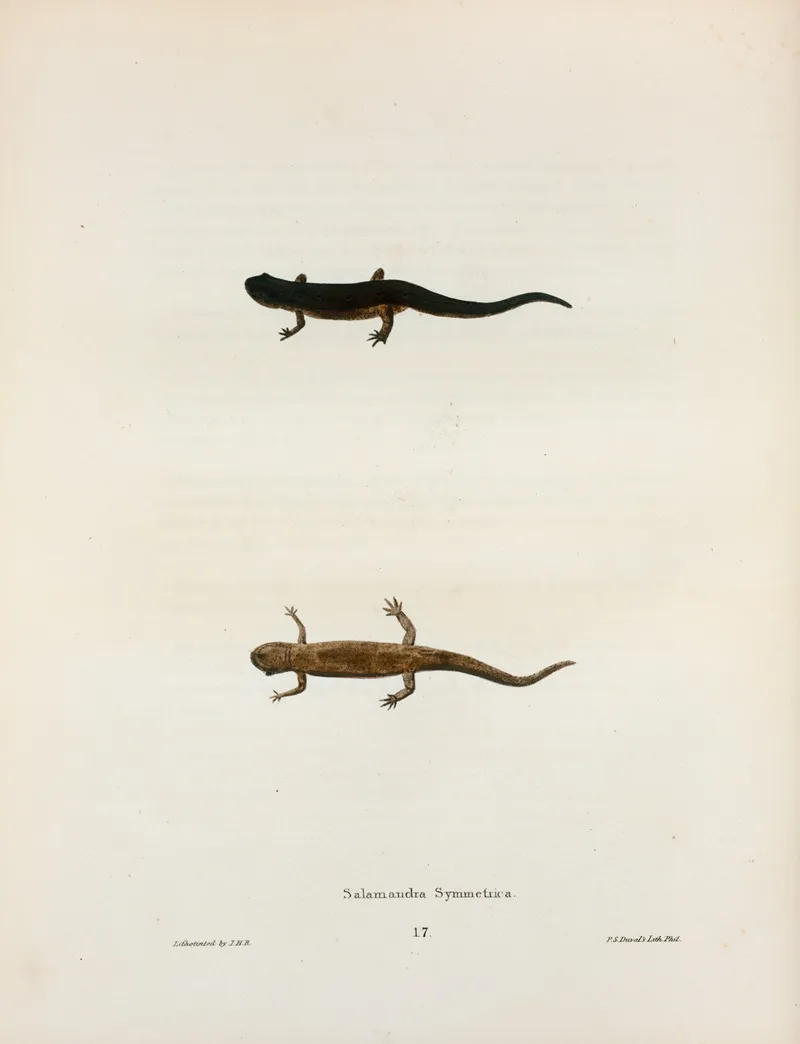 Salamandra Symmetrica 2 Wall Art by John Edwards Holbrook - High-Resolution Digital Print