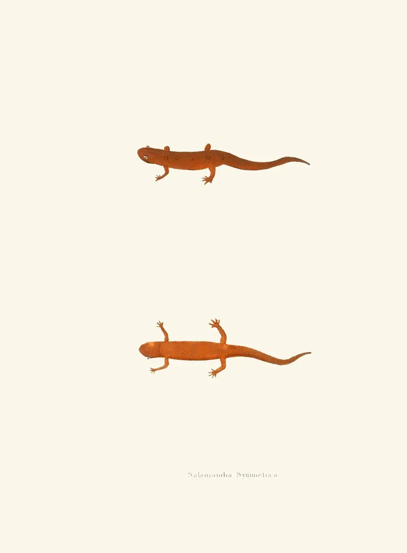 Salamandra Symmetrica Wall Art by John Edwards Holbrook - High-Resolution Digital Print