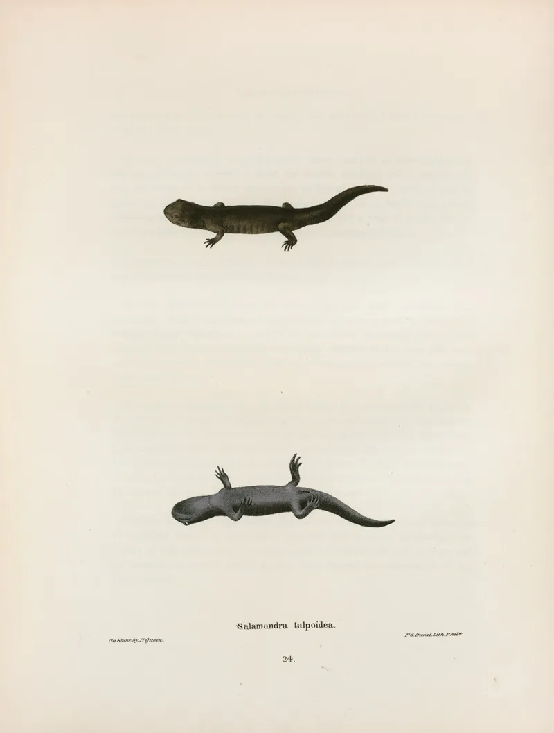 Salamandra Talpoidea 2 Wall Art by John Edwards Holbrook - High-Resolution Digital Print