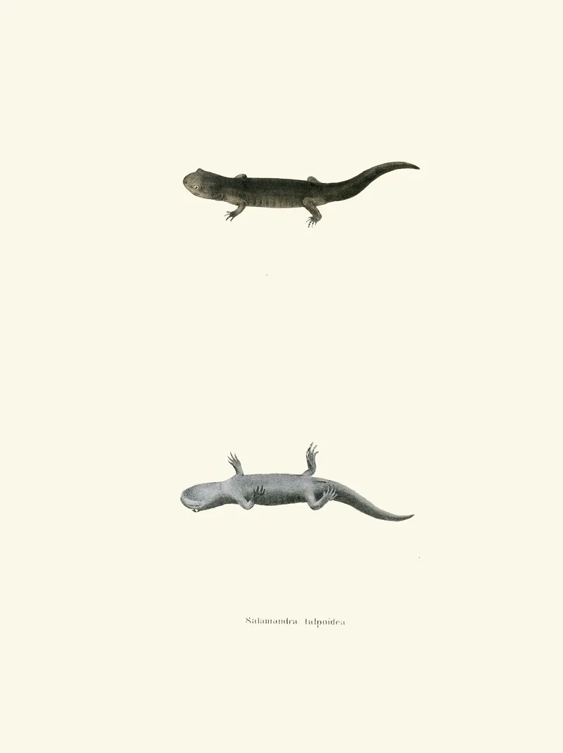 Salamandra Talpoidea Wall Art by John Edwards Holbrook - High-Resolution Digital Print