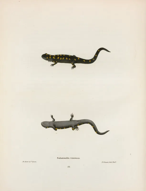 Salamandra Venenosa 2 Wall Art by John Edwards Holbrook - High-Resolution Digital Print