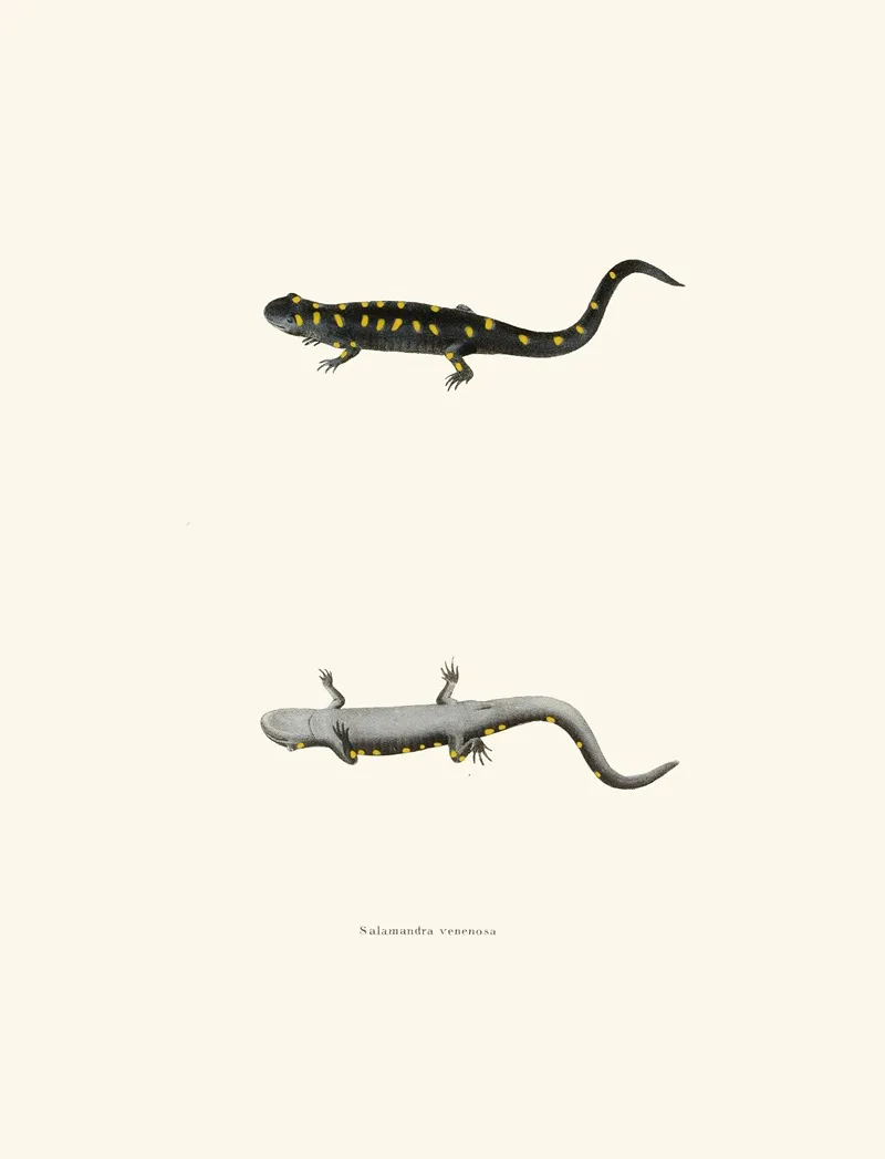 Salamandra Venenosa Wall Art by John Edwards Holbrook - High-Resolution Digital Print