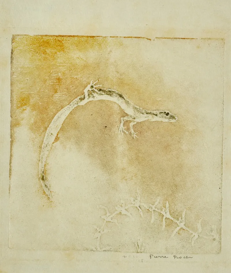 Salamandre 2