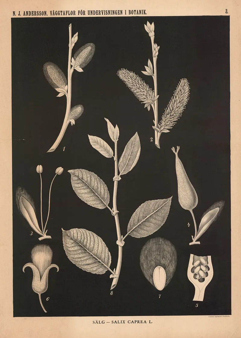 Salg Salix Caprea L Wall Art by Nils Johan Andersson - High-Resolution Digital Print