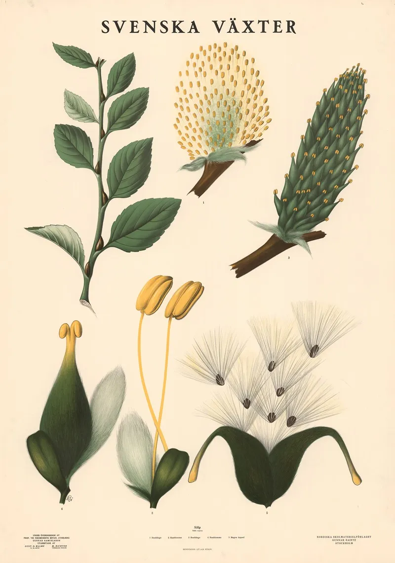 Salg Salix Caprea Wall Art by Max Richter - High-Resolution Digital Print