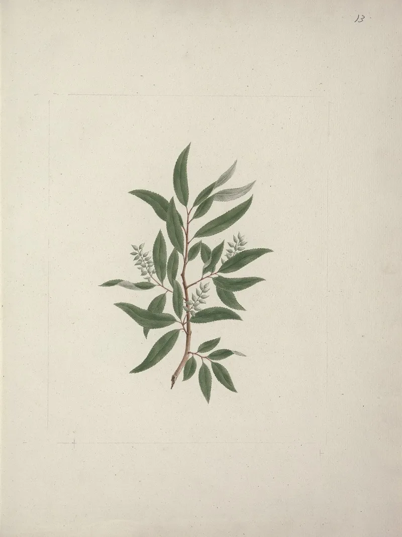 Salix Subserrata Willd Willow Tree