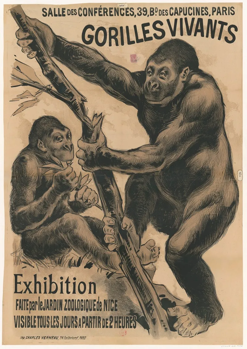 Salle Des Conferences 39 Bd Des Capucines Paris Gorilles Vivants Exhibition Faite Par Le Jardin Zoologique De Nice Wall Art by Imp. Charles Verneau - High-Resolution Digital Print