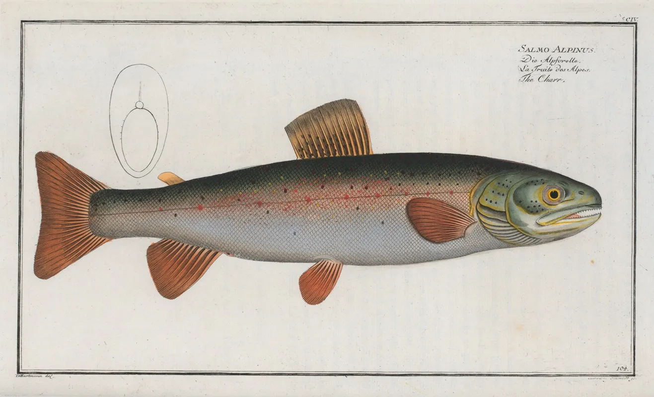 Salmo Alpinus The Charr Wall Art by Marcus Elieser Bloch - High-Resolution Digital Print