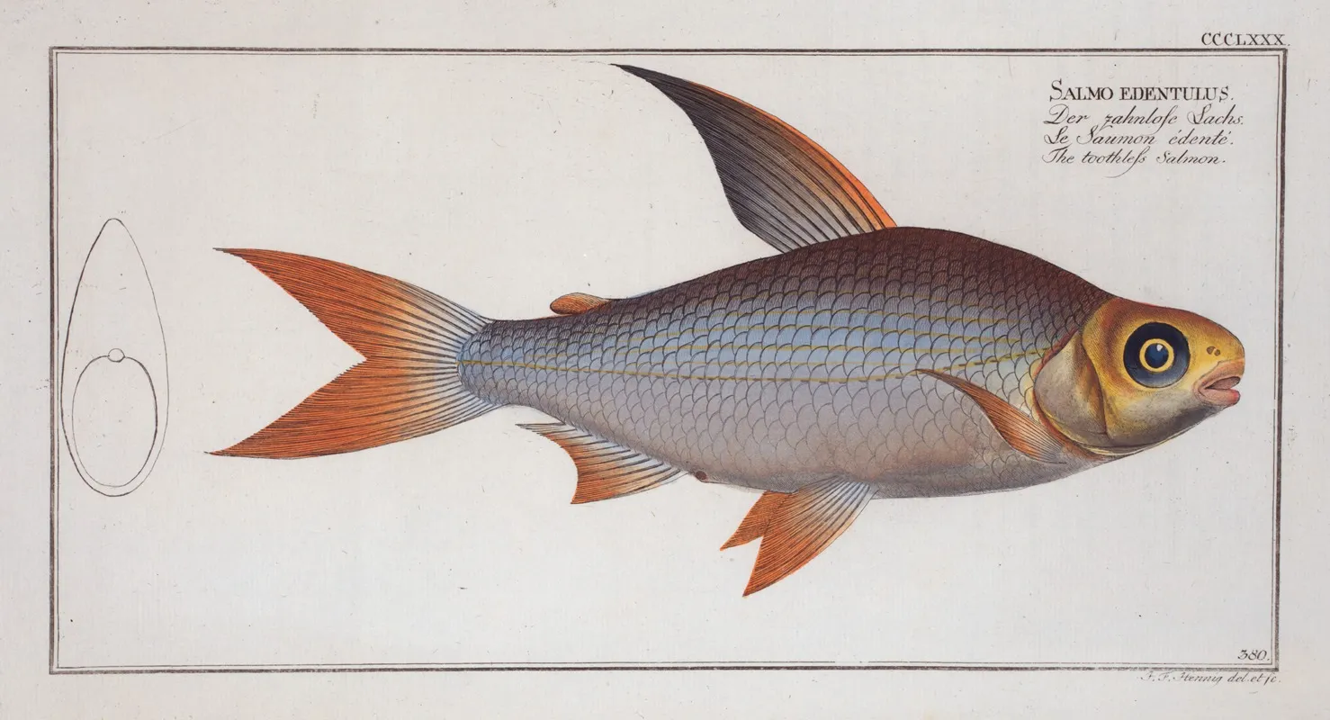Salmo Edentulus The Toothless Salmon Wall Art by Marcus Elieser Bloch - High-Resolution Digital Print