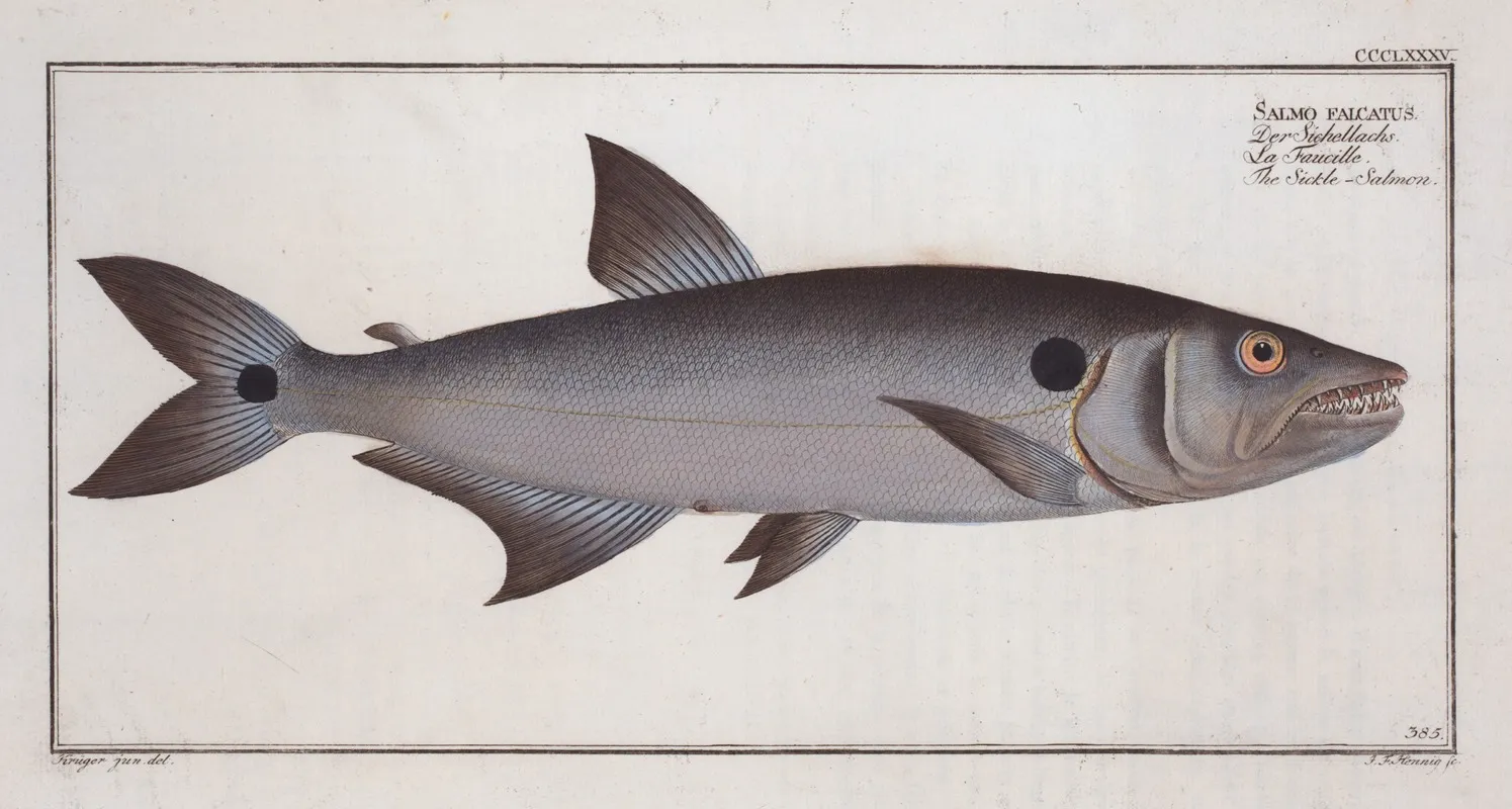 Salmo Falcatus The Sickle Salmon Wall Art by Marcus Elieser Bloch - High-Resolution Digital Print