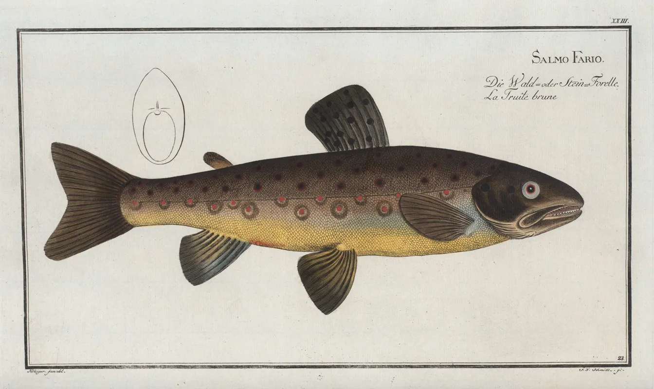 Salmo Fario The Brown Trout Wall Art by Marcus Elieser Bloch - High-Resolution Digital Print