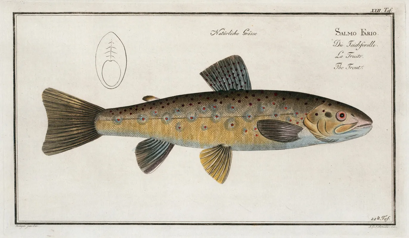Salmo Fario The Trout Wall Art by Marcus Elieser Bloch - High-Resolution Digital Print