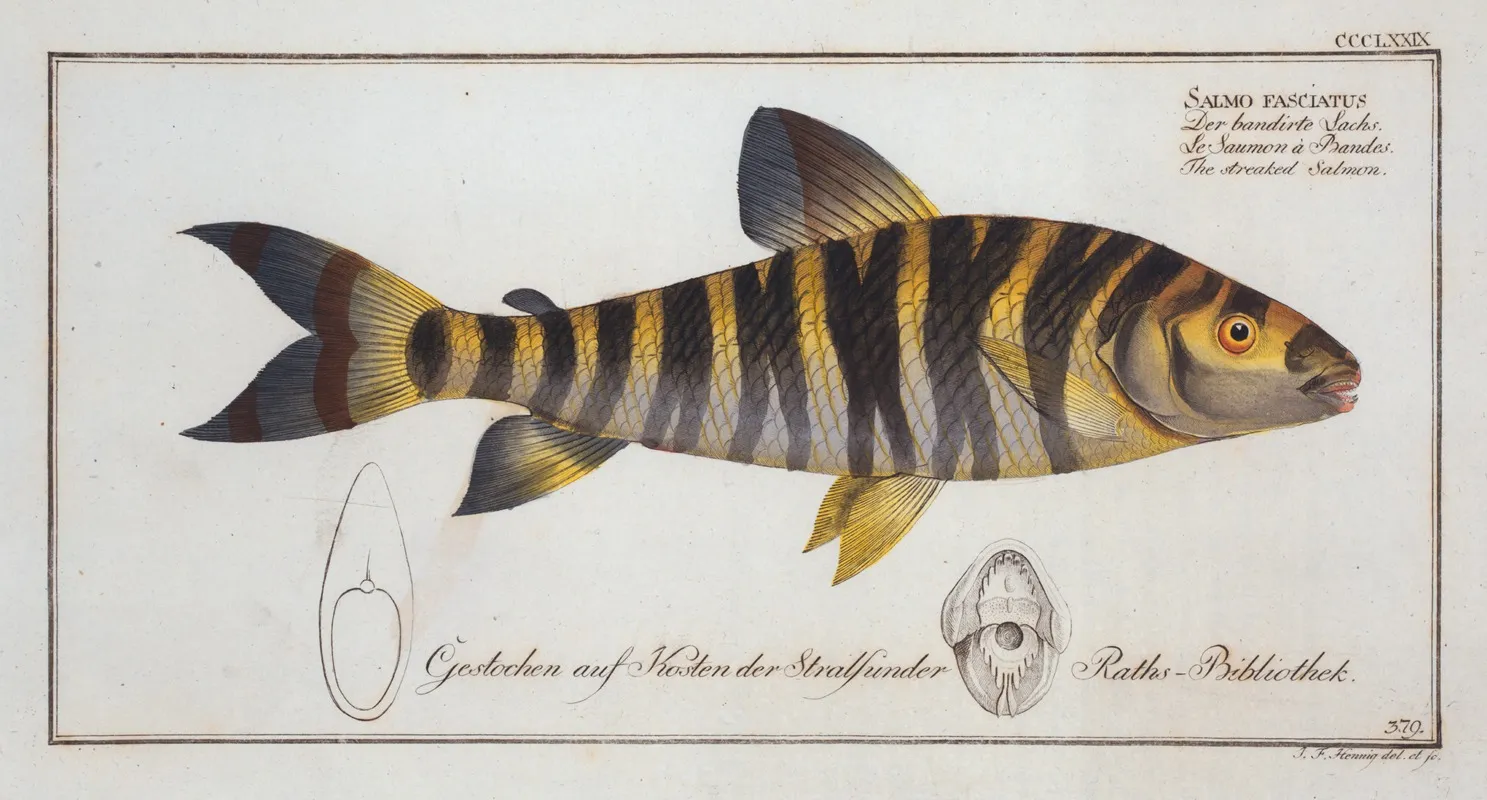 Salmo Fasciatus Tthe Streaked Salmon Wall Art by Marcus Elieser Bloch - High-Resolution Digital Print