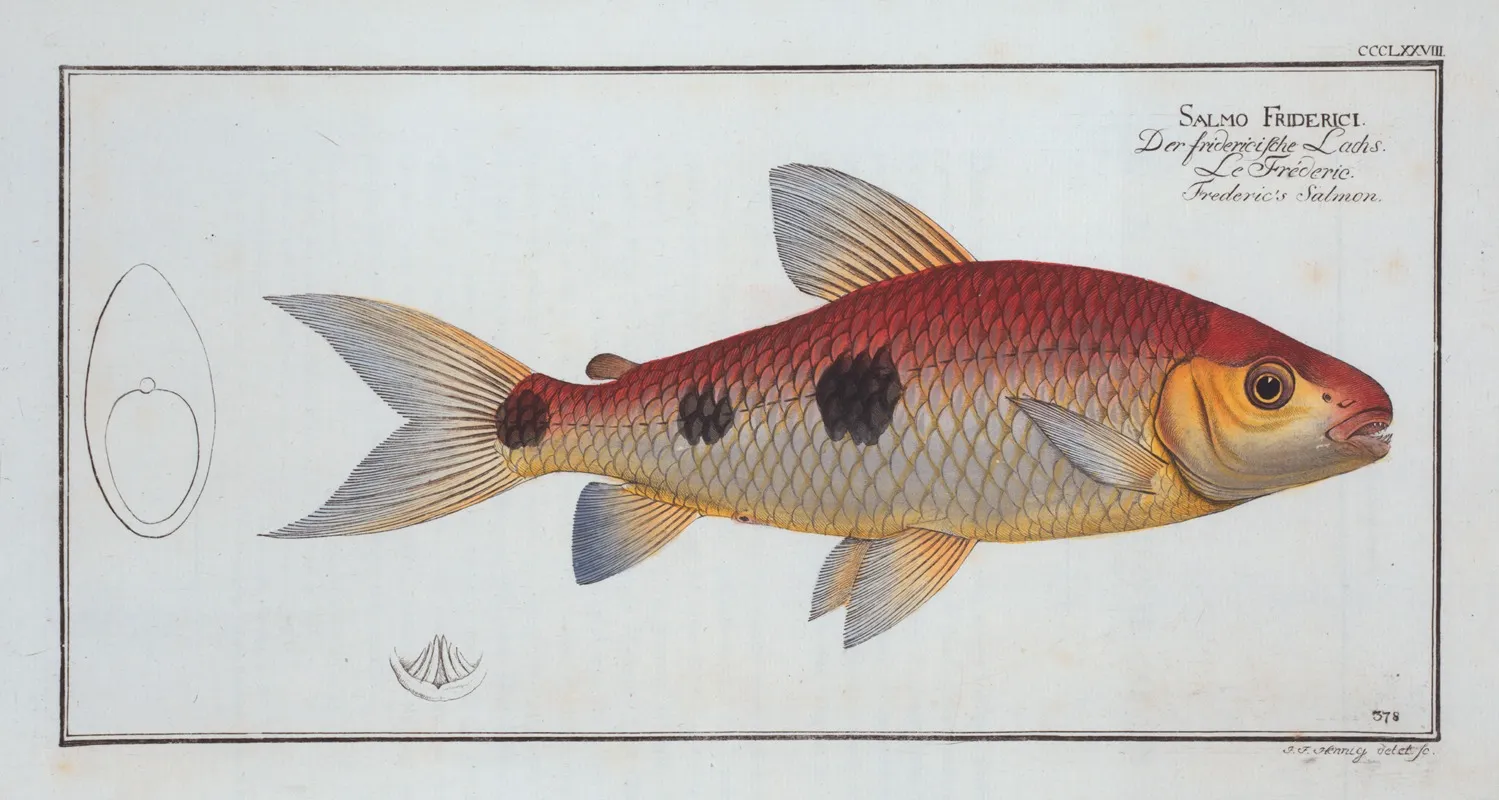 Salmo Friderici The Frederics Salmon Wall Art by Marcus Elieser Bloch - High-Resolution Digital Print