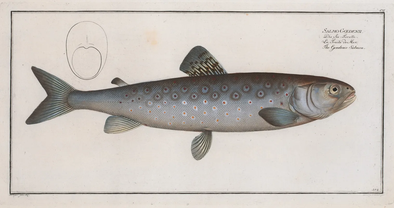 Salmo Goedenii The Goedens Salmon Wall Art by Marcus Elieser Bloch - High-Resolution Digital Print
