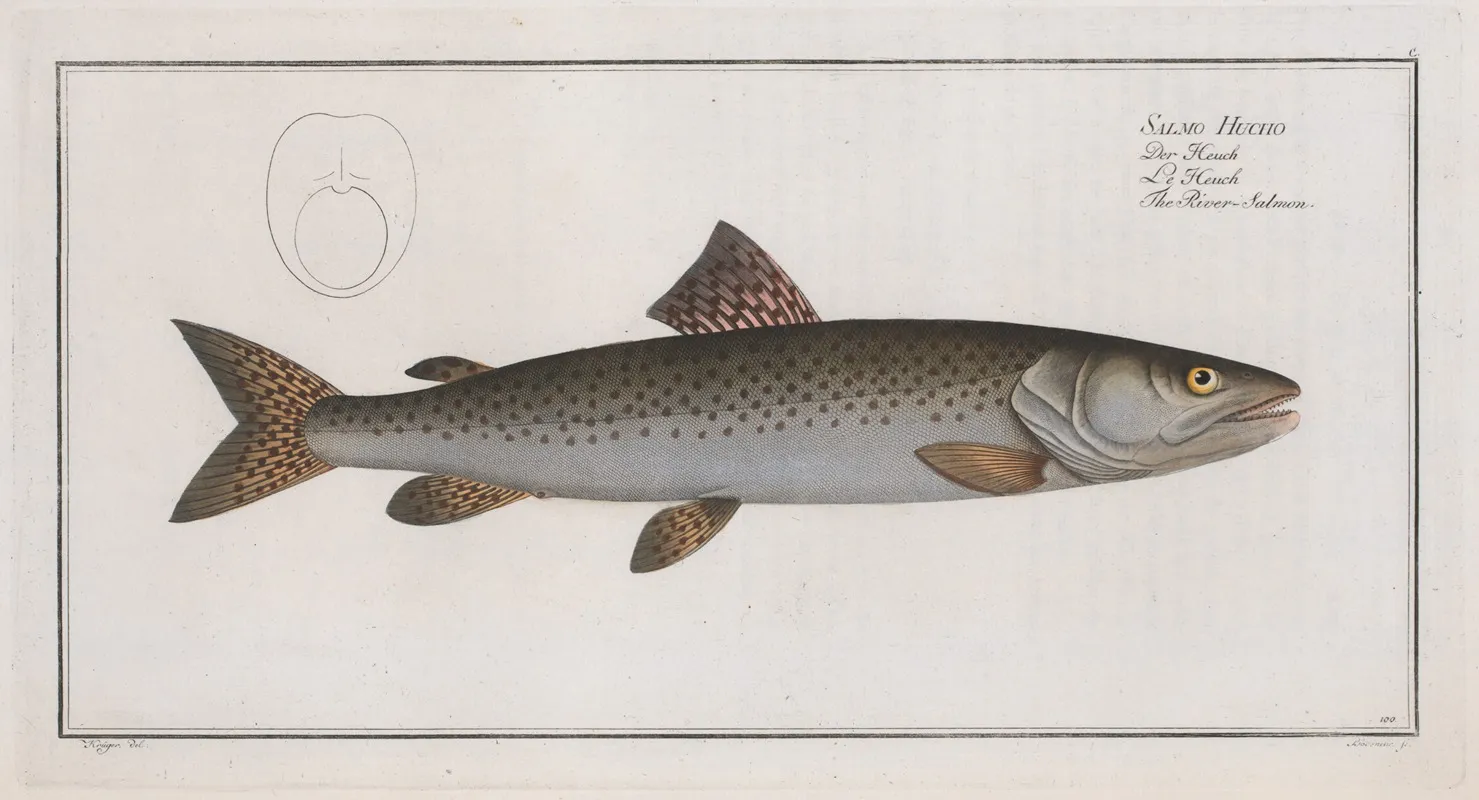 Salmo Hucho The River Salmon Wall Art by Marcus Elieser Bloch - High-Resolution Digital Print