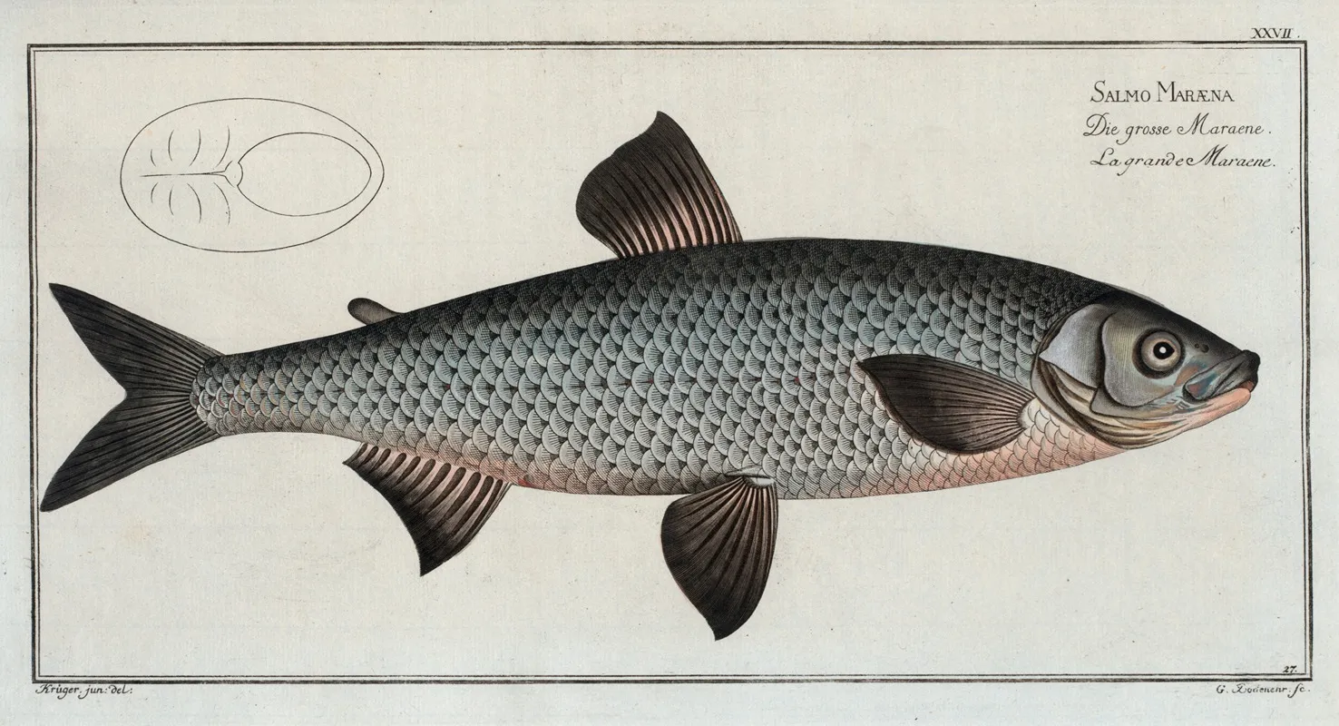 Salmo Maraena The Great Maraena Wall Art by Marcus Elieser Bloch - High-Resolution Digital Print