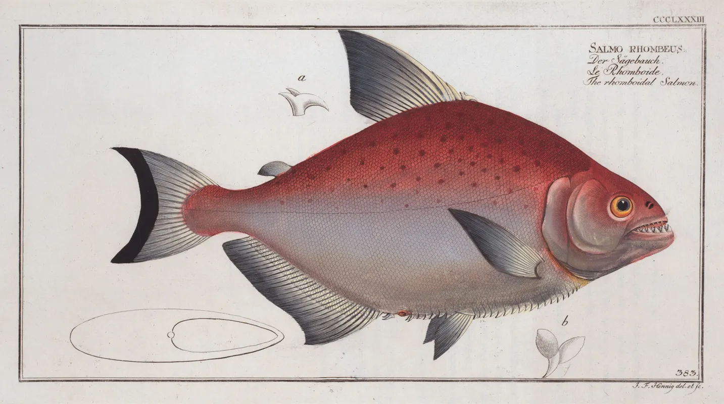 Salmo Rhombeus The Rhomboidal Salmon Wall Art by Marcus Elieser Bloch - High-Resolution Digital Print
