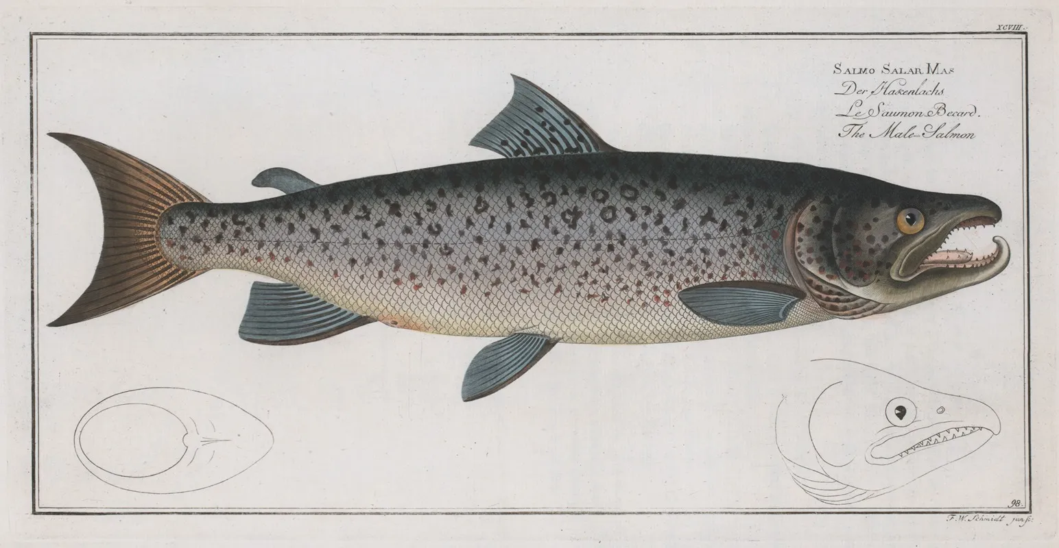 Salmo Salar Mas The Male Salmon Wall Art by Marcus Elieser Bloch - High-Resolution Digital Print