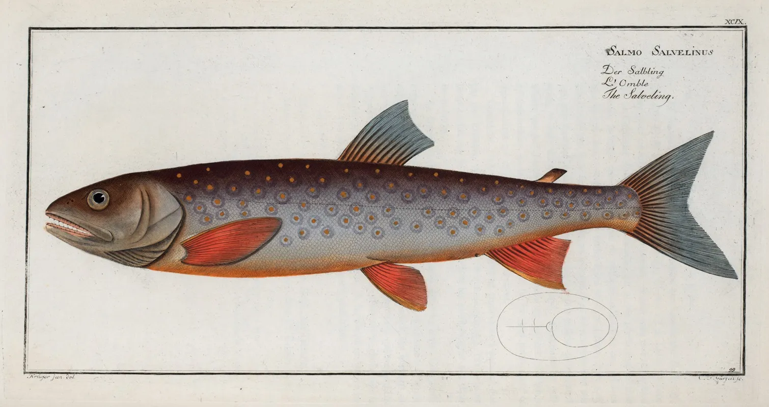 Salmo Salvelinus The Salveling Wall Art by Marcus Elieser Bloch - High-Resolution Digital Print