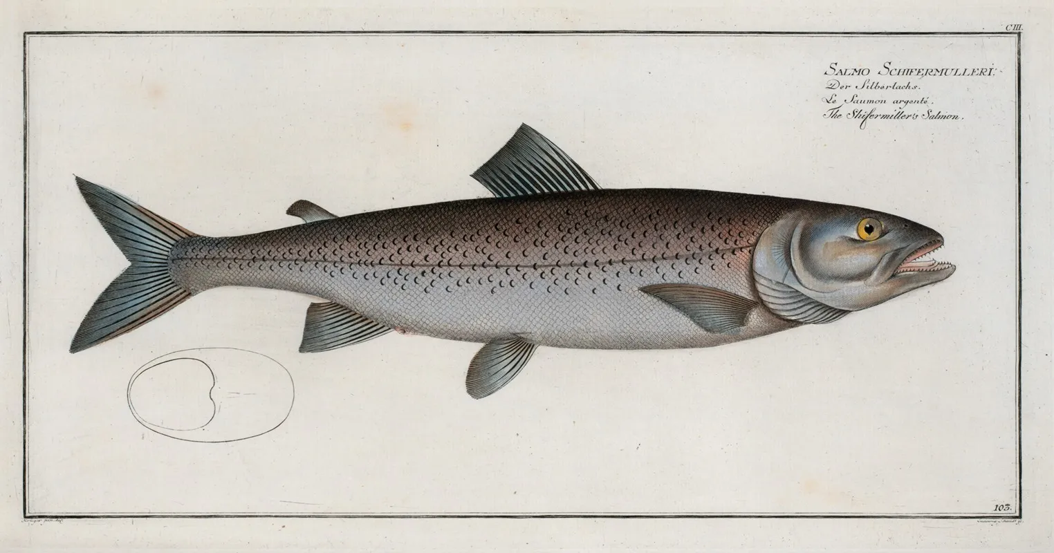 Salmo Schifermulleri The Schifermillers Salmon Wall Art by Marcus Elieser Bloch - High-Resolution Digital Print