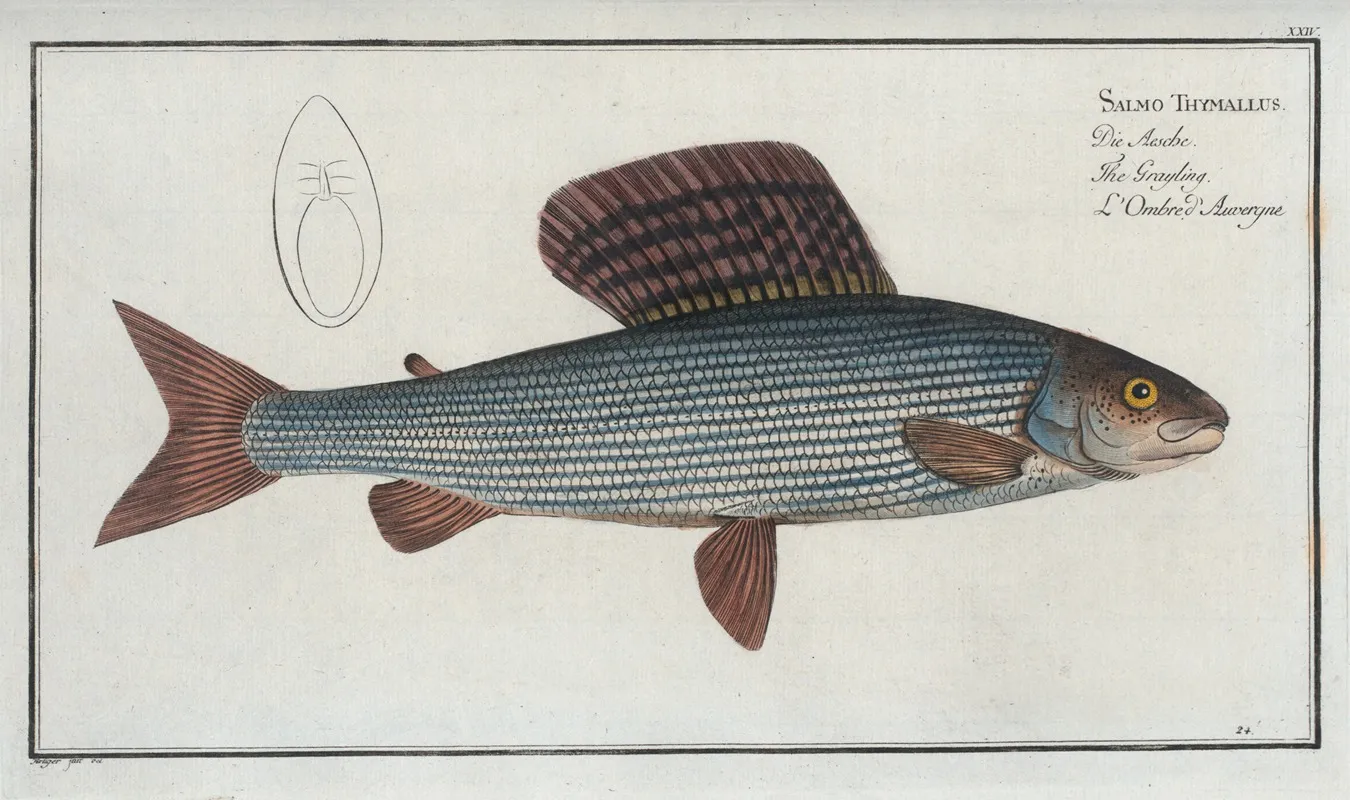 Salmo Thymallus The Grayling Wall Art by Marcus Elieser Bloch - High-Resolution Digital Print