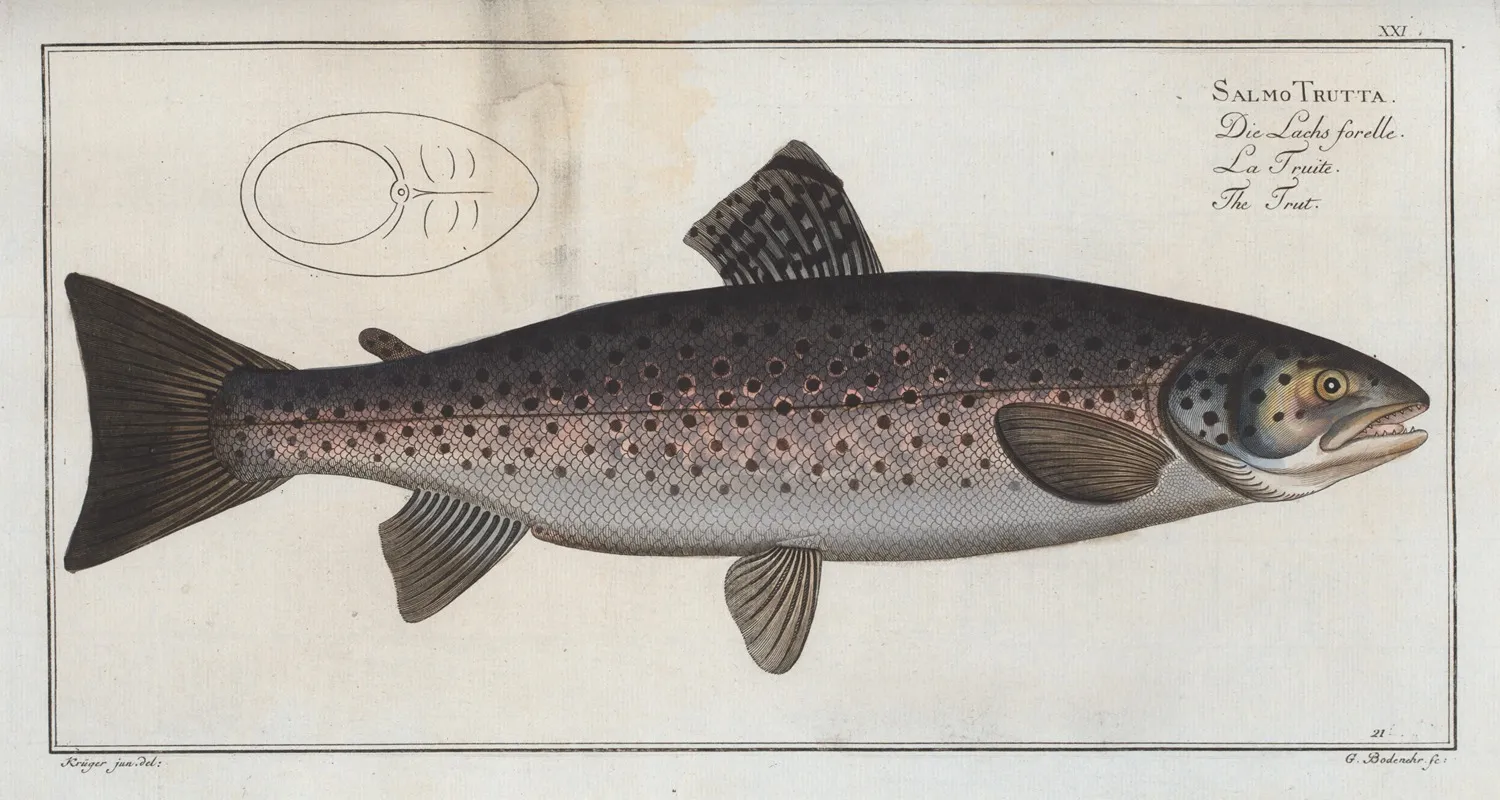 Salmo Trutta The Trut Wall Art by Marcus Elieser Bloch - High-Resolution Digital Print
