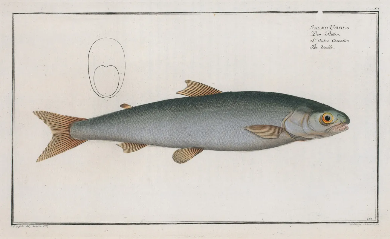 Salmo Umbla The Umble Wall Art by Marcus Elieser Bloch - High-Resolution Digital Print