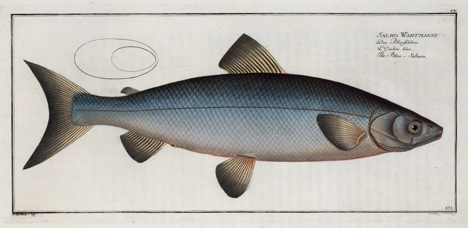 Salmo Wartmanni The Blue Salmon Wall Art by Marcus Elieser Bloch - High-Resolution Digital Print